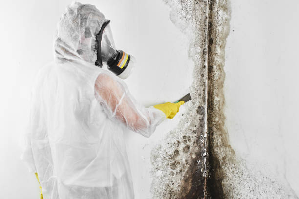 Professional Mold Remediation in Palmetto Bay, FL